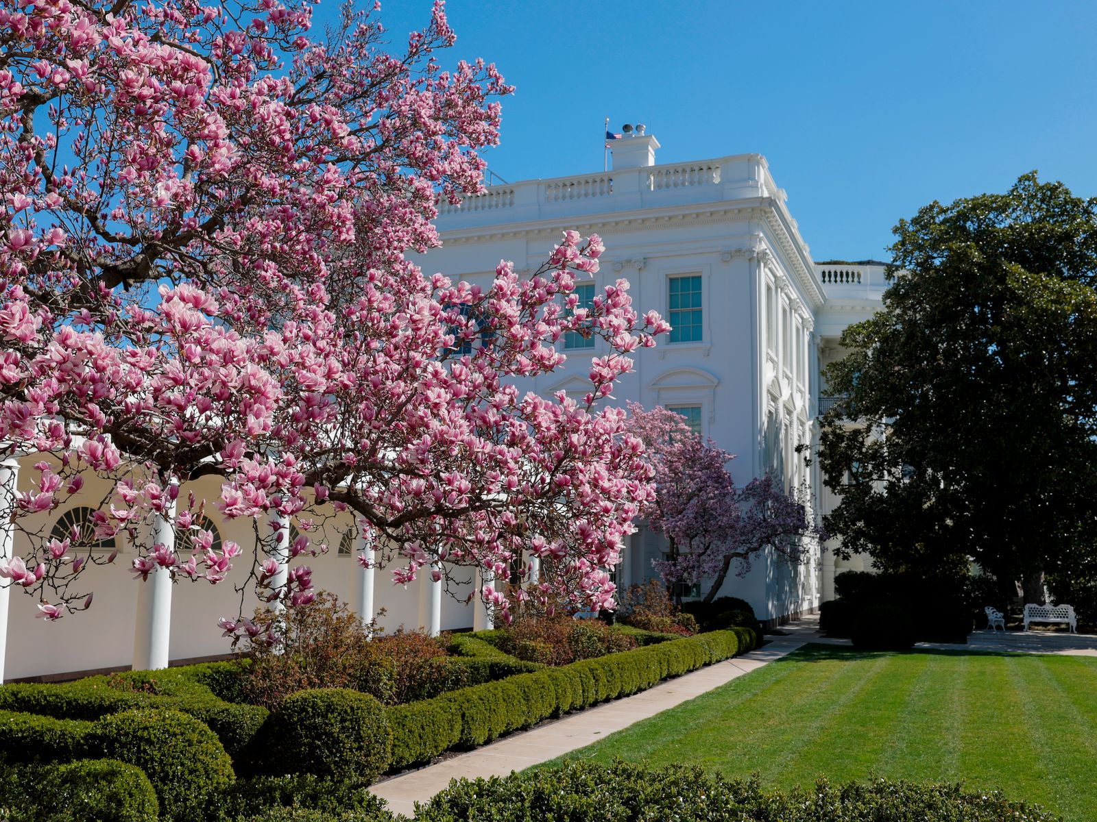 Trump’s White House Rose Garden Pave-Over Plans: Unpacking the Proposed Mar-a-Lago&#8211;Style Makeover